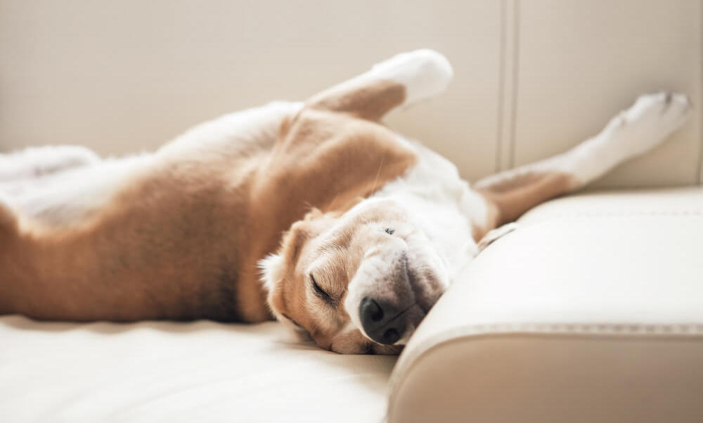 Evanston PetFriendly Apartments 550 Sheridan Square