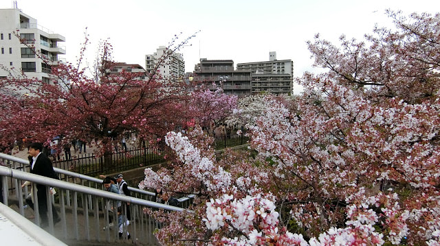 大阪旅行｜大阪景點介紹，海賊王專賣店、造幣局賞櫻、大阪城、大阪今昔生活館