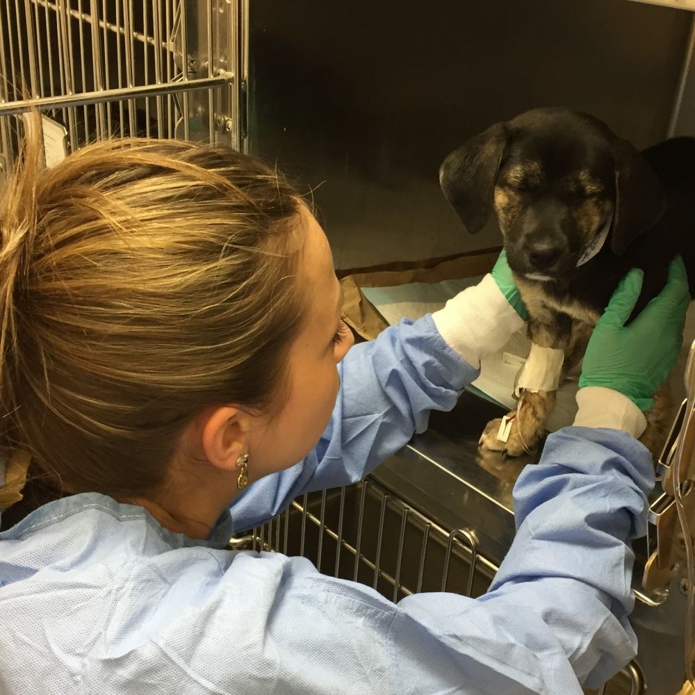 5 Corners Animal Hospital in Orchard Park, NY