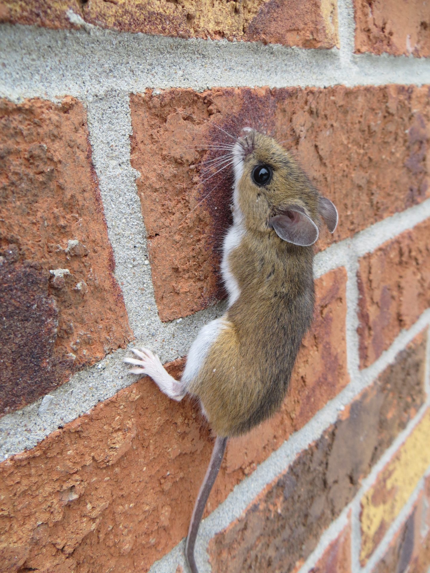 FAQ Can Mice Climb Walls? Mice Hunters