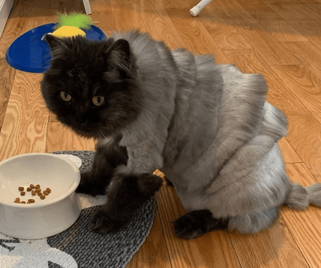 Cat Gets A Hilarious Haircut and People Can’t Stop Laughing