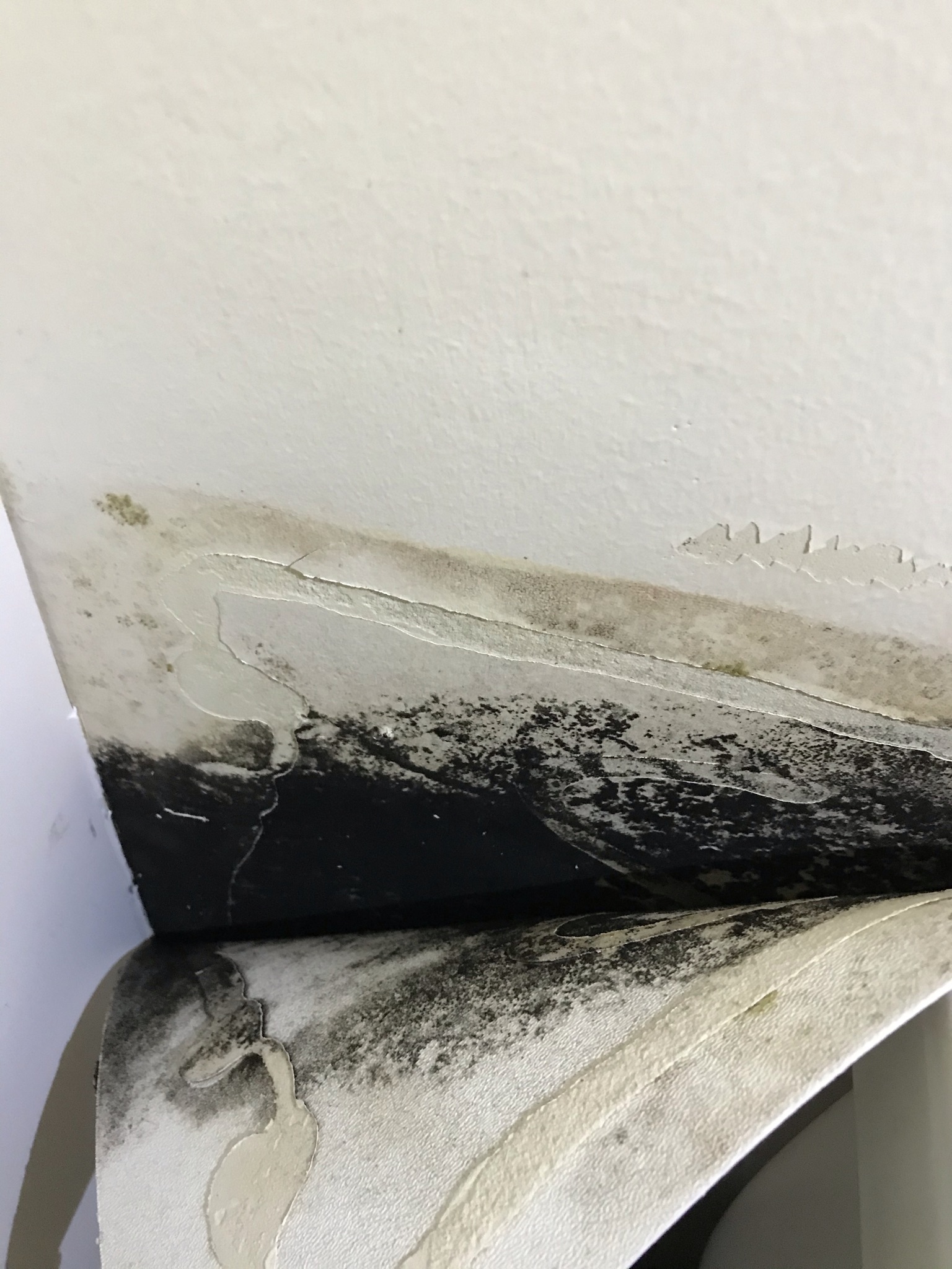 How To Test For Black Mold 5 Microns Inc.