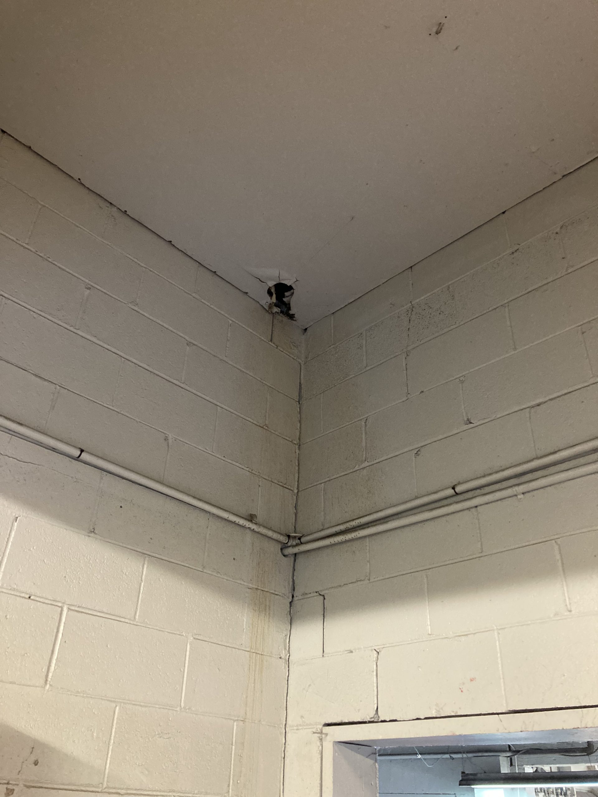 Mold Testing Lab—Will mold die if it dries out? 5 Microns Inc