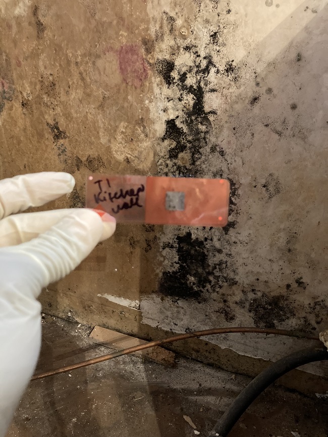 Mold remediation near meHow do you permanently remove mold from walls