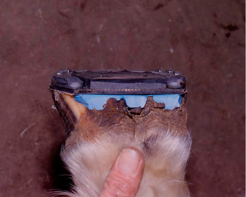 Hoof Fillers For Horses 5S Equine Hoof Filler