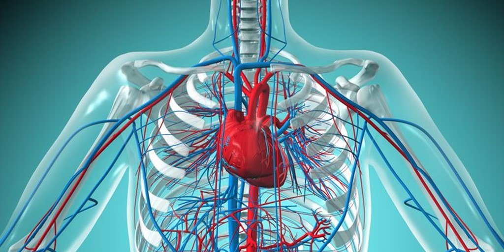 CARDIOVASCULAR SYSTEM STRUCTURES & FUNCTIONS PT Skills CARDIOVASCULAR SYSTEM STRUCTURES & FUNCTIONS PT Skills