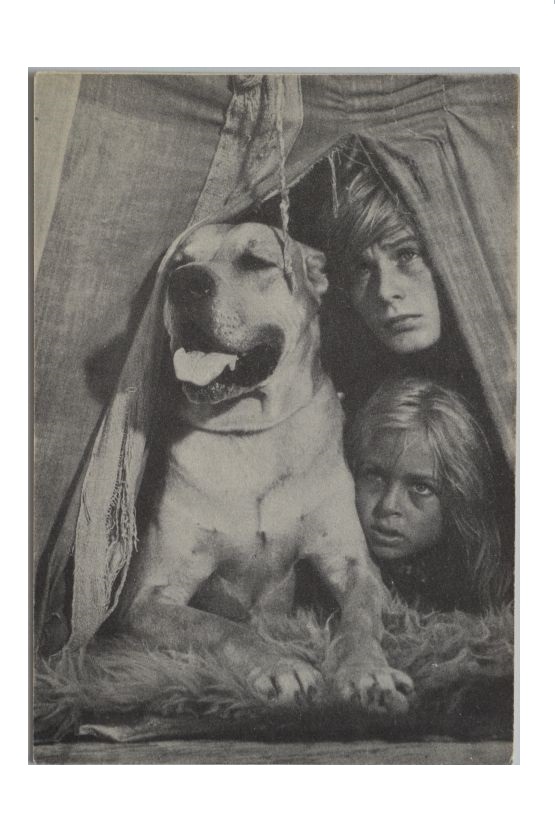 STAŚ,NEL i PIES SABA FILM W PUSTYNI I W PUSZCZY 7397339005