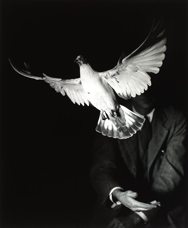 Rising Dove, Harold E. Edgerton Mia