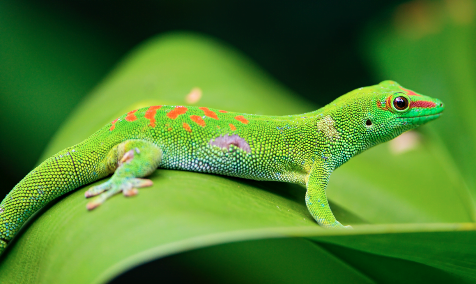 Meet Creatures Of All Kinds At The Exotic Reptile Show