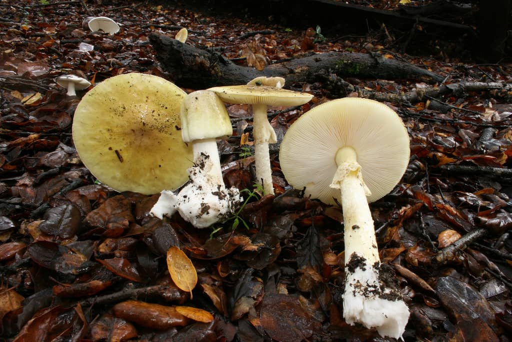 Poisonous Death Cap Mushrooms To Spread Throughout BC