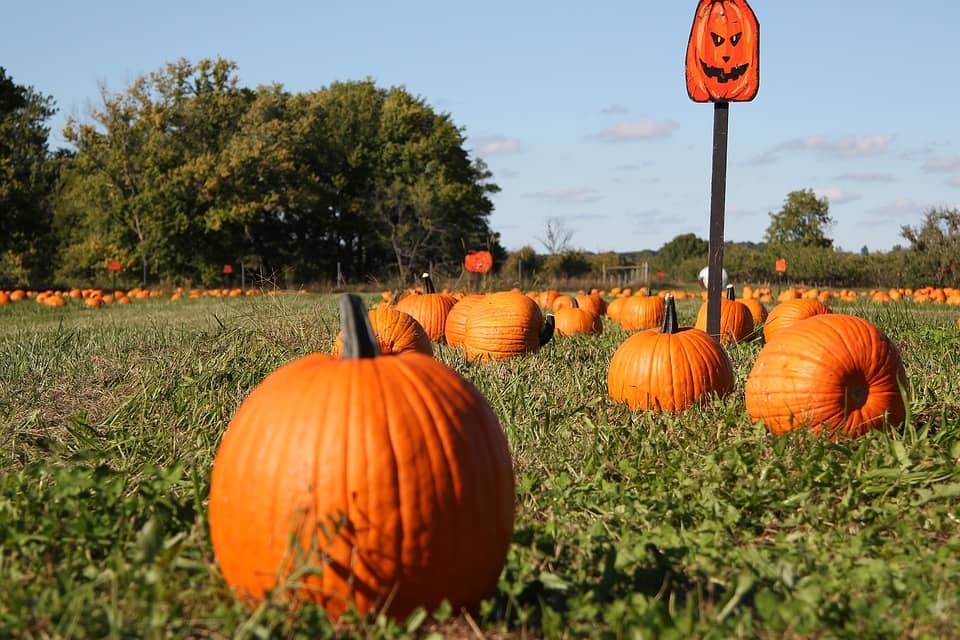 Best Pumpkin Patches In Metro Vancouver 604 Now