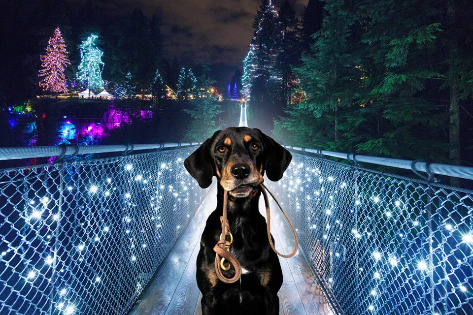 10 Metro Vancouver Attractions That Come Alive In The Winter 604 Now