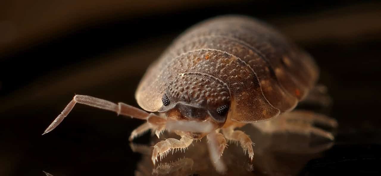Here's Where Vancouver Ranks In a List of Most Bed Bugs in Each Cities