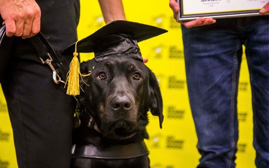 Vancouver Celebrates Guide Dog Graduation, Complete With Caps