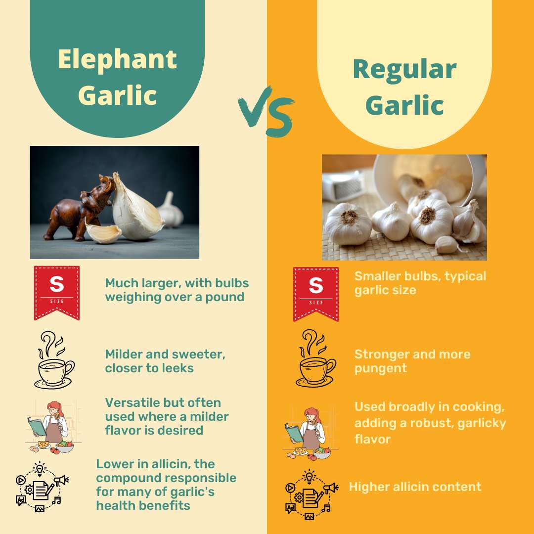 Elephant Garlic vs Regular Garlic A Comprehensive Comparison of Flavor