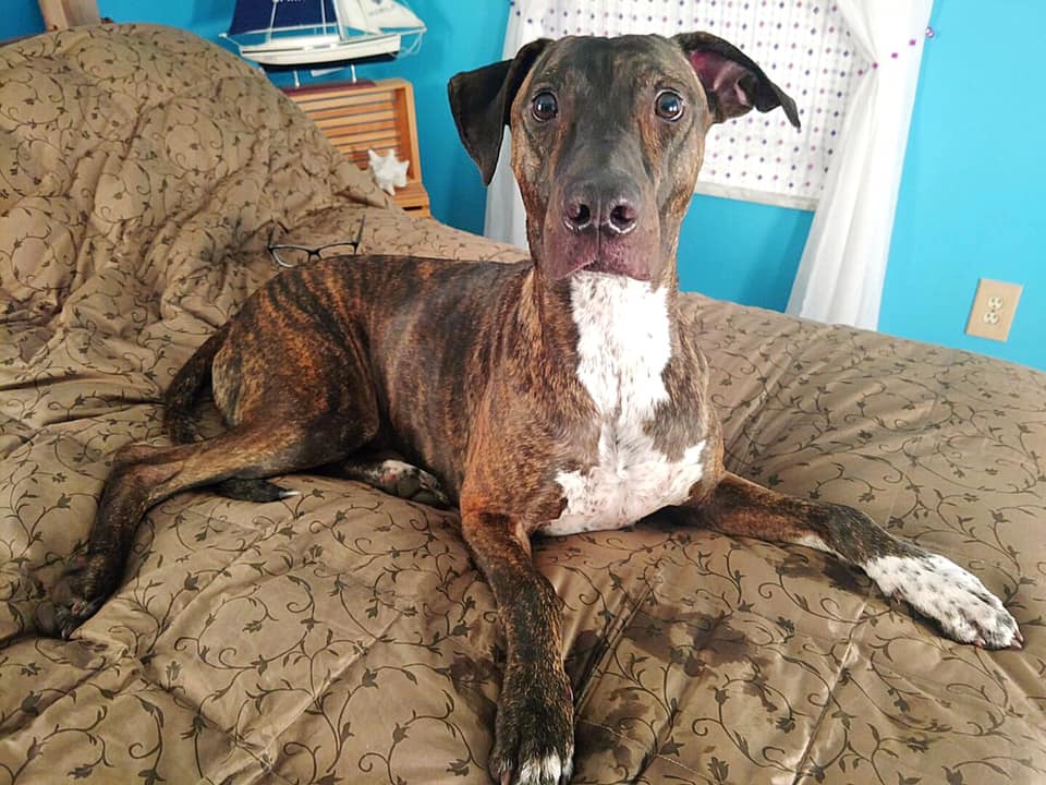 Missing (fur)baby Now what? 614NOW