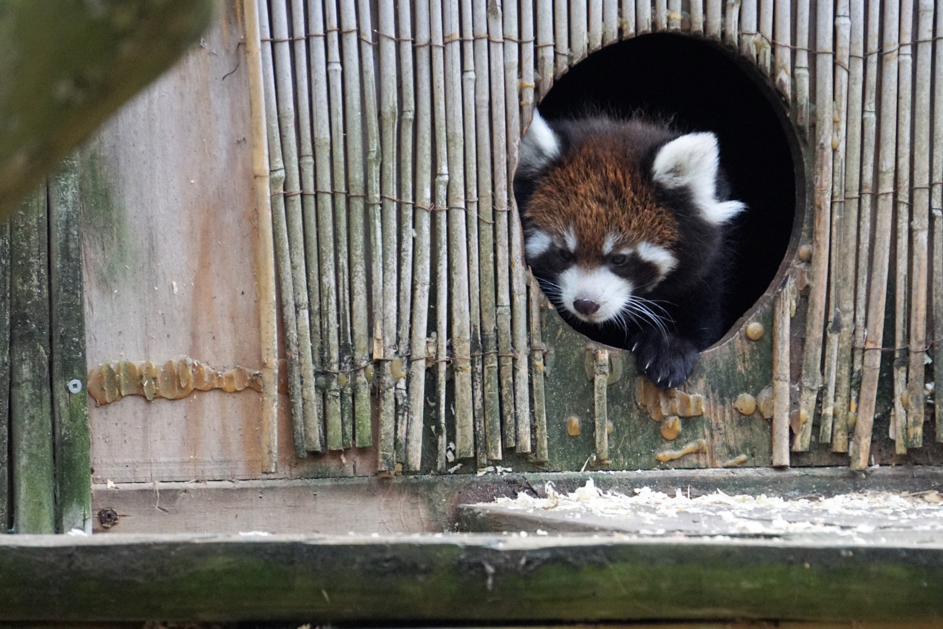 Columbus Zoo red pandas meet the public 614NOW