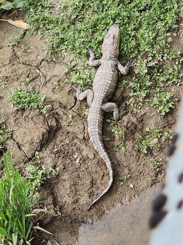 Alligators spotted in northwestern Ohio river; One still on the loose