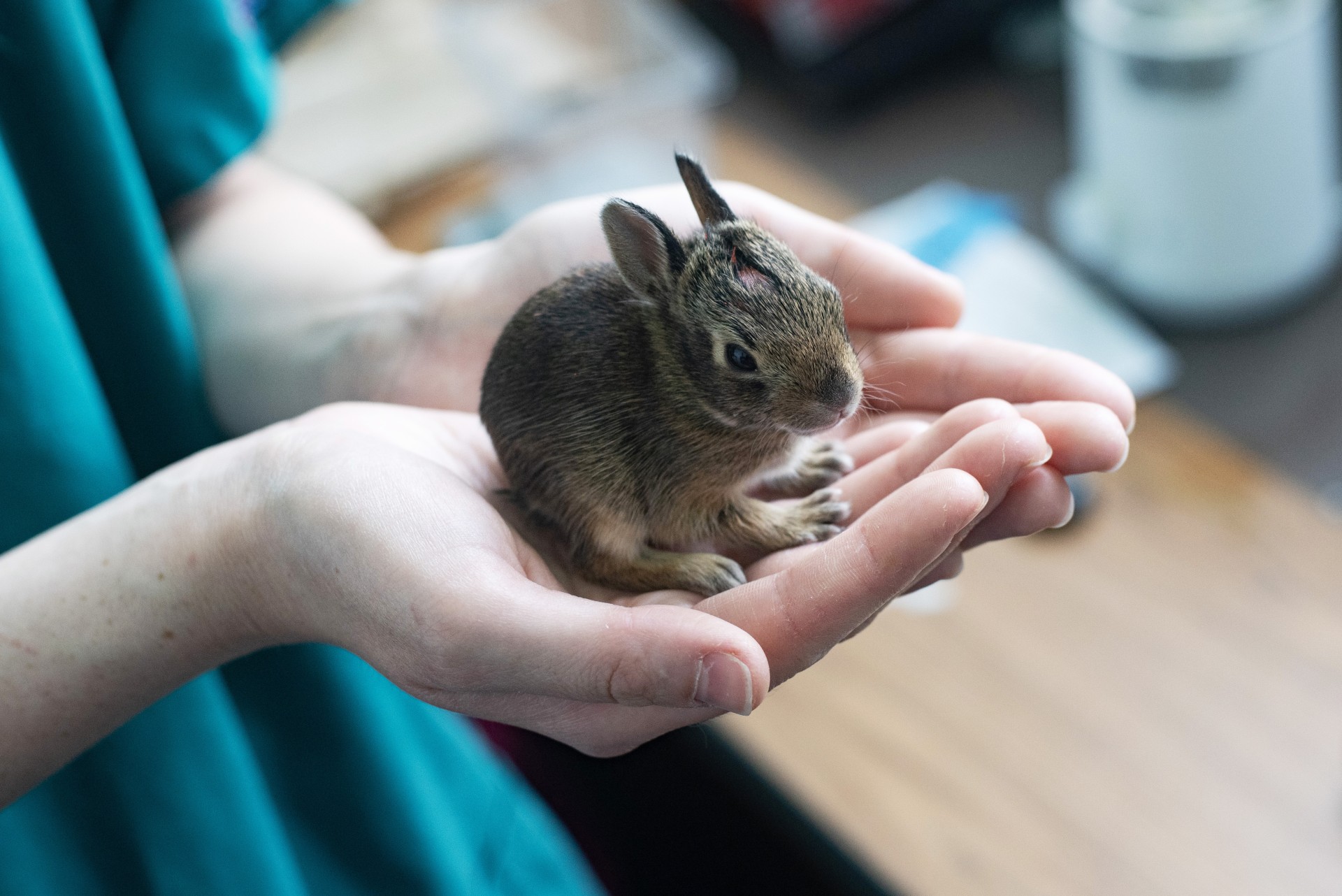 Baby bunnies come to COSI through a partnership with the Ohio Wildlife