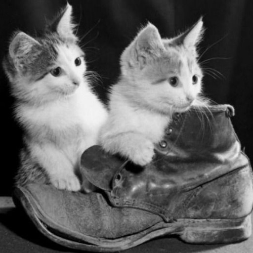 Boots 'n Cats bootsncats Tumblr Blog Tumlook