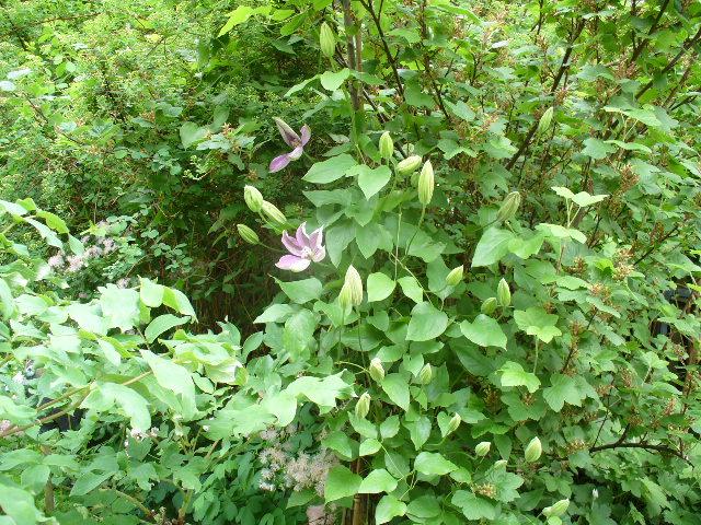 Clematis umpflanzen? Mein schöner Garten Forum