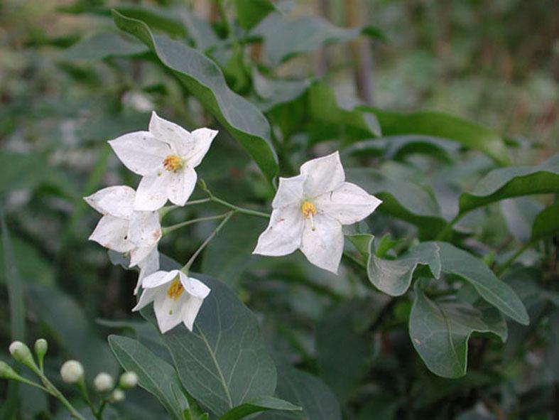 Gartenjasmin schneesturm Pflanzen für nassen boden
