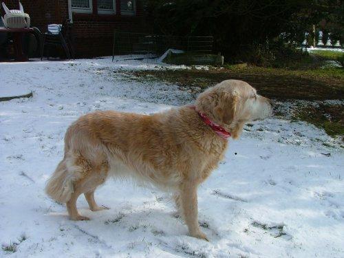 wie alt sind Eure Goldies Golden Retriever Seite 2 Hundeforum Hundund