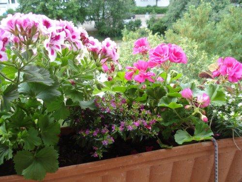 Bepflanzung für Balkonkästen Mein schöner Garten Forum