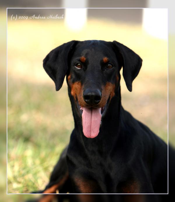Ear Cropping And Tail Docking Doberman Forum Doberman