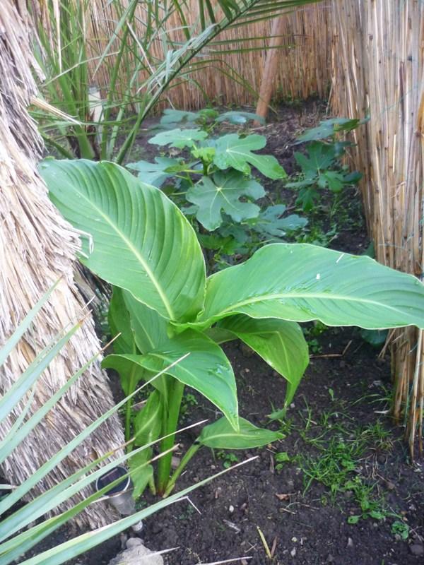 Palmen und Co. » Ist das eine Canna?