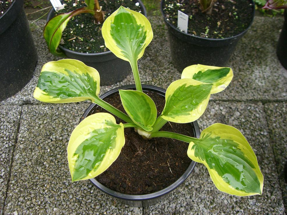 Welche Hosta/Funkiesorte habe ich ? Pflanzenbestimmung