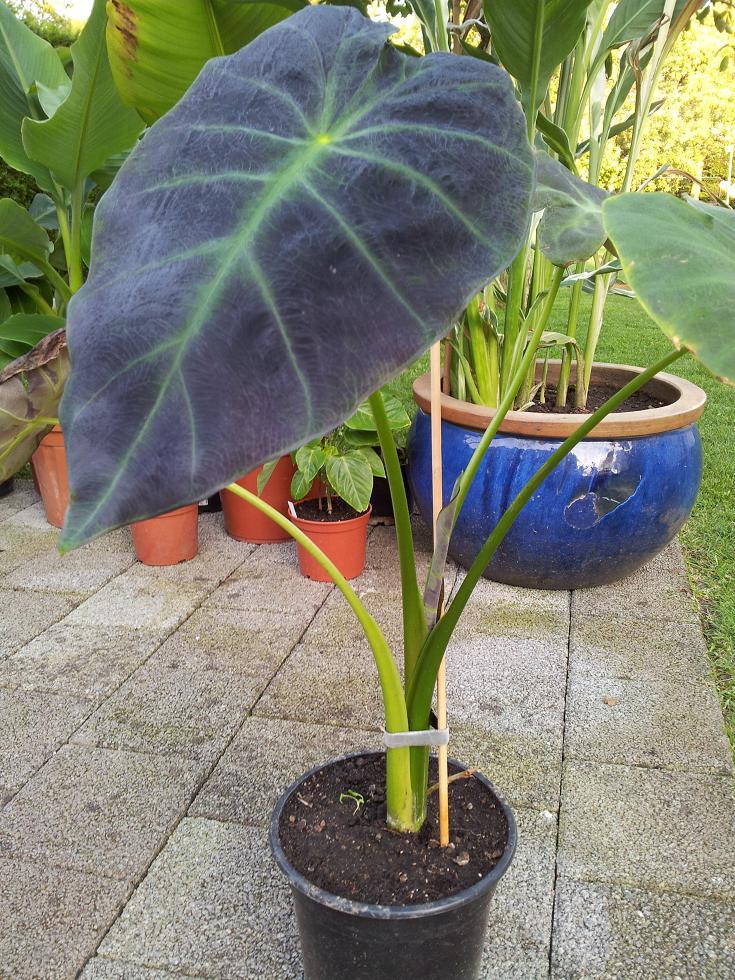 RE Taro...Elefantenohr...Alocasia...colocasia... Der