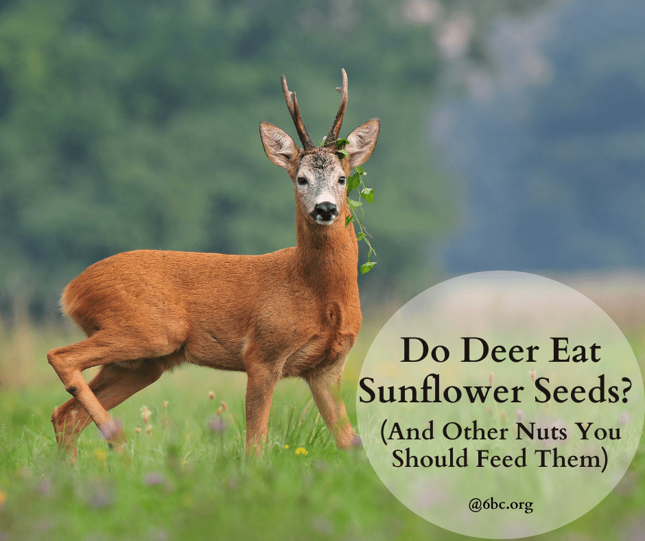 Do Deer Eat Sunflower Seeds? (And Other Nuts You Should Feed Them