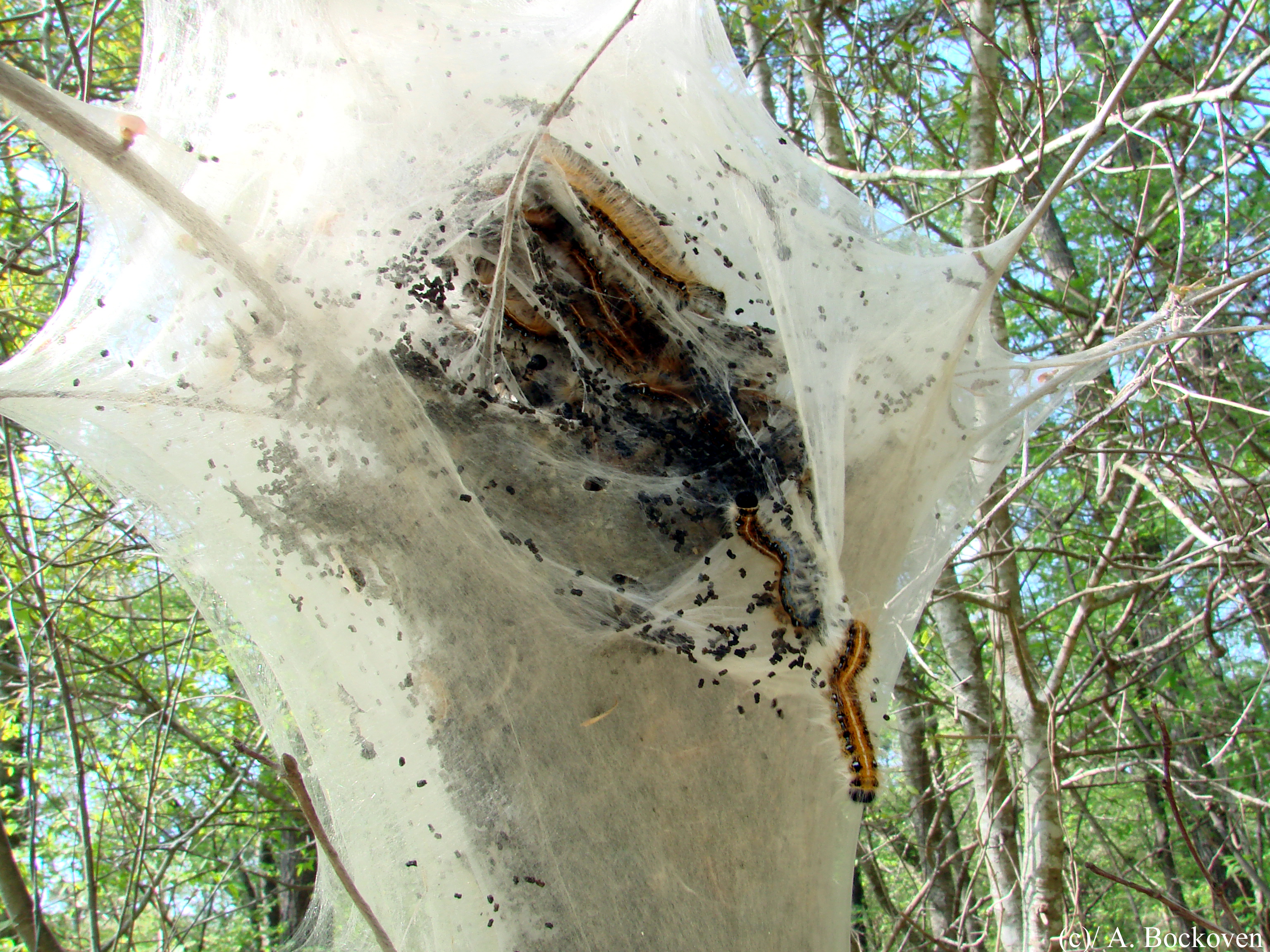 Tent Caterpillars 6legs2many