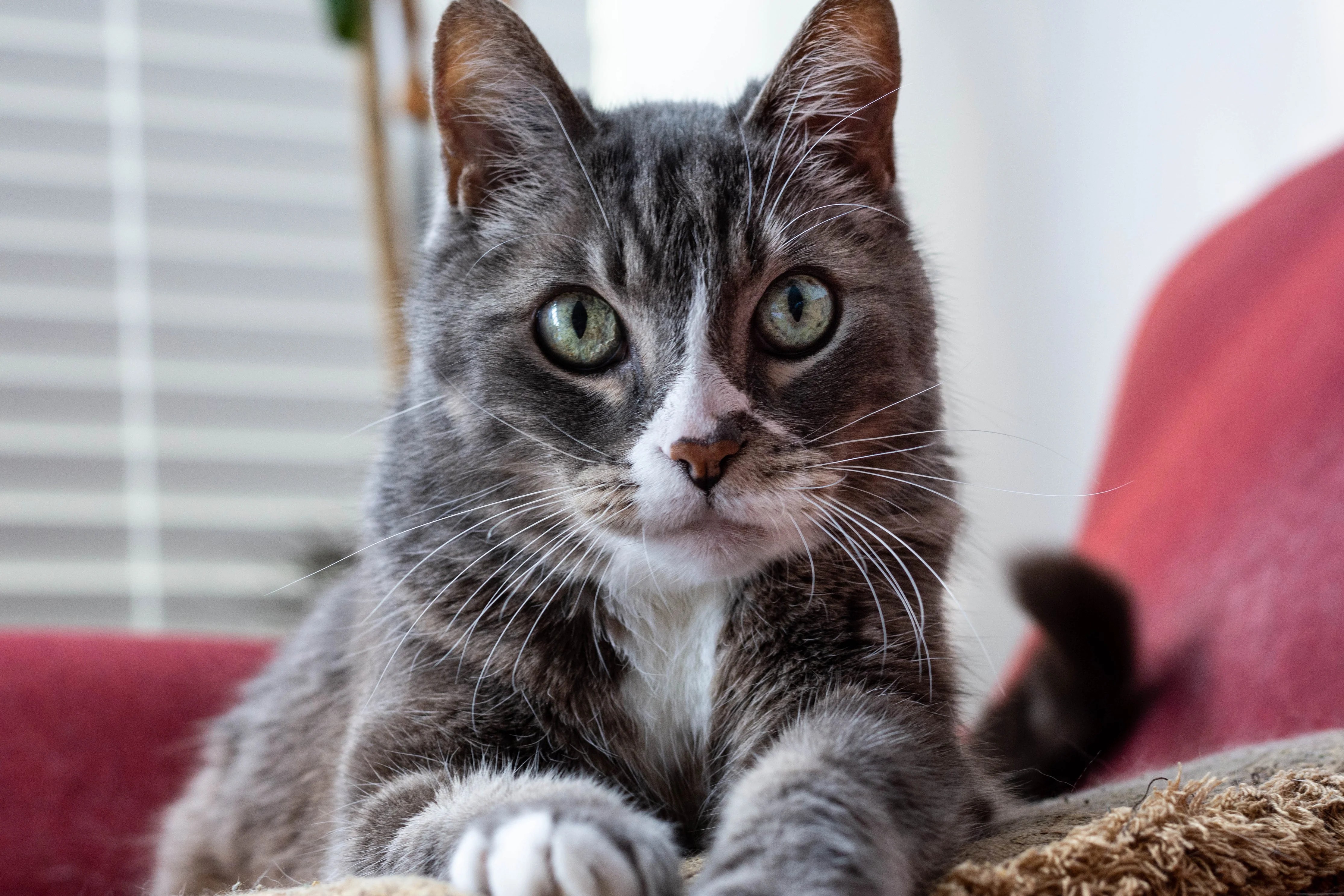 Dandruff In Cats