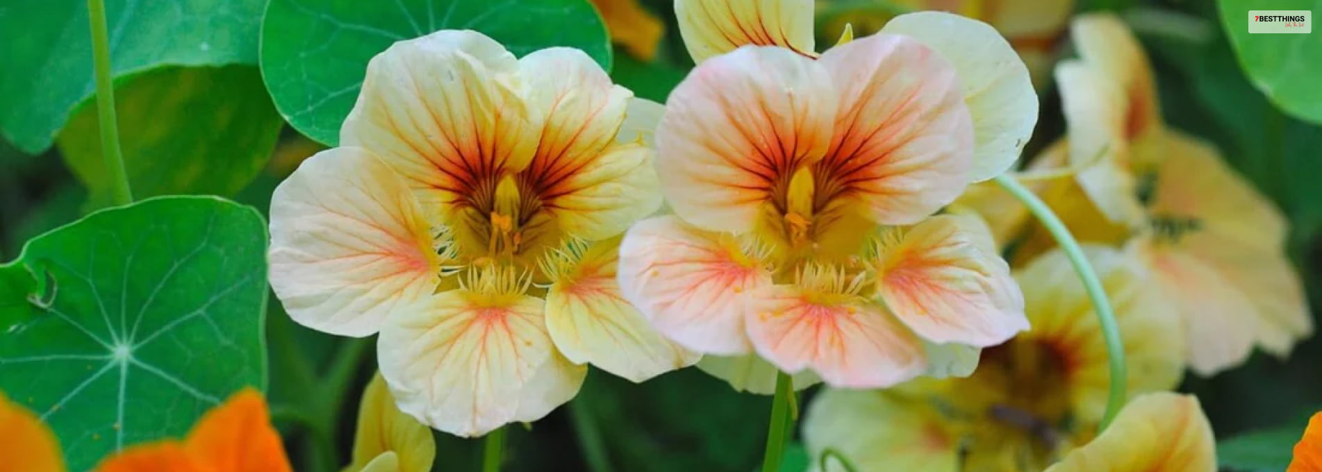 7 Best Ways To Use Nasturtium Edible Flowers In Your Kitchen