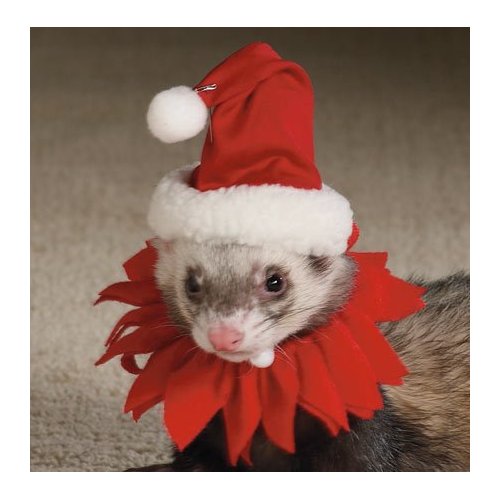 Ferret Christmas Stockings Marshall Ferret Santa Suit Christmas