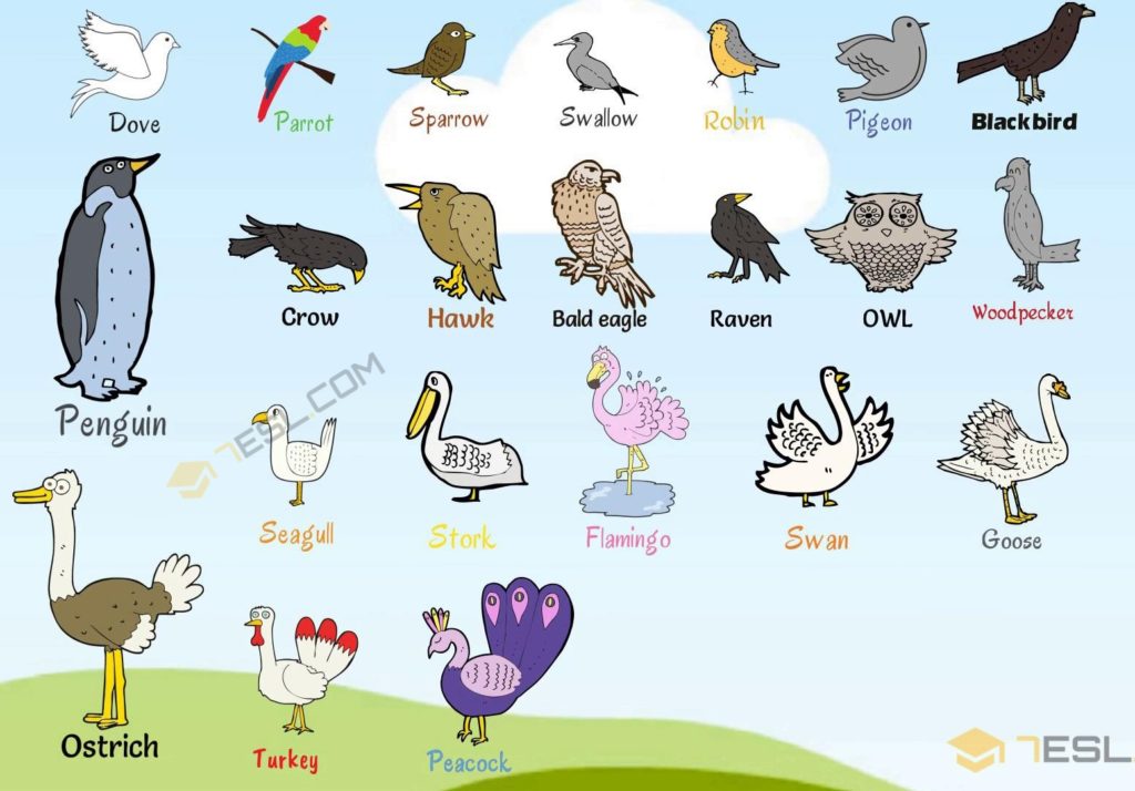 List of Birds and Bird Names with Cool Pictures • 7ESL