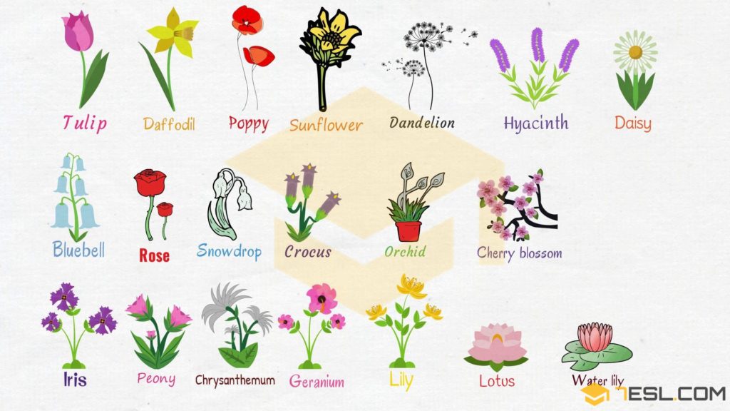 Flower Names and List of Flowers with Images • 7ESL