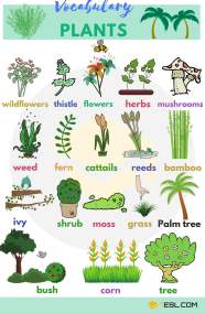 Names 20 Examples Of Ornamental Plants Helps thepoetandtheplant