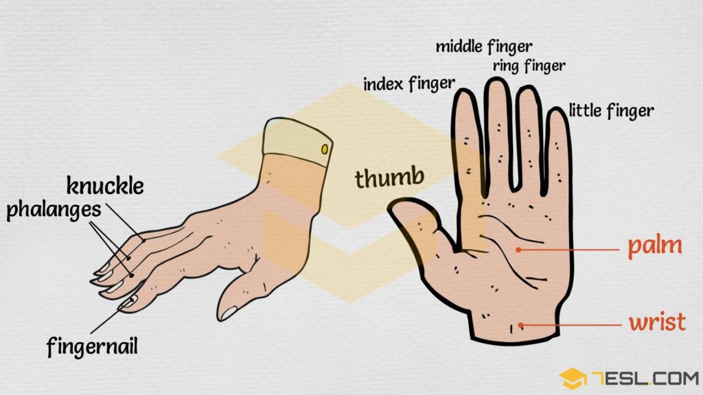 Parts of the Hand Useful Hand Parts Names with Pictures • 7ESL