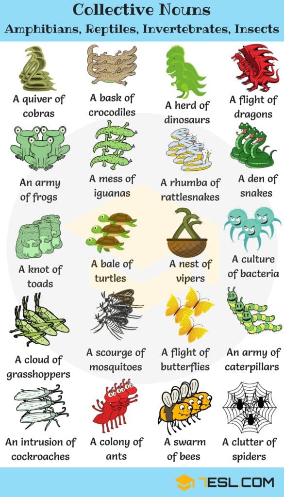 250+ Collective Nouns for Animals in English • 7ESL