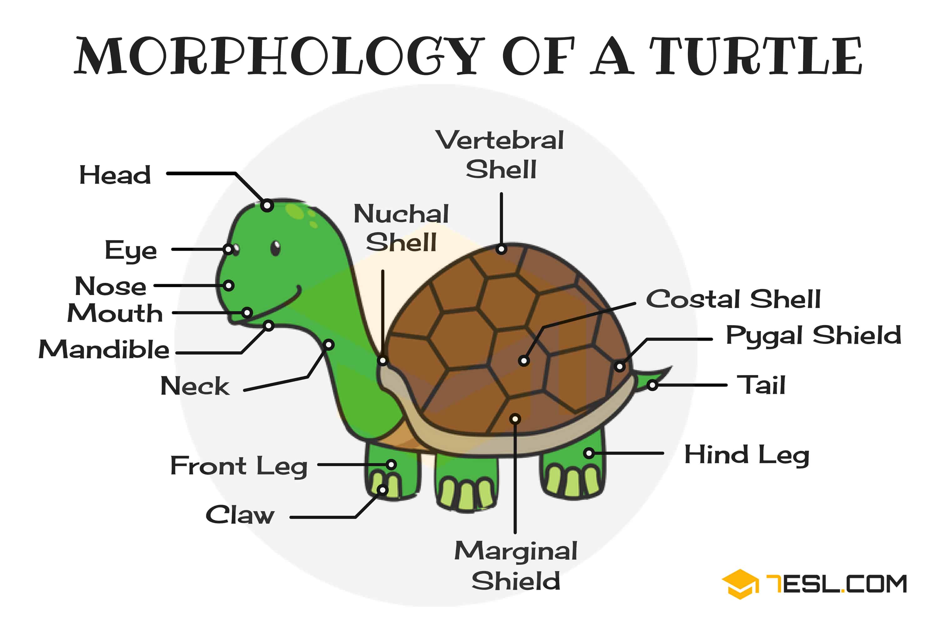 Animal Anatomy Animal Body Parts in English with Pictures • 7ESL