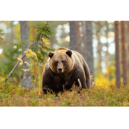 Animals That Start With A B