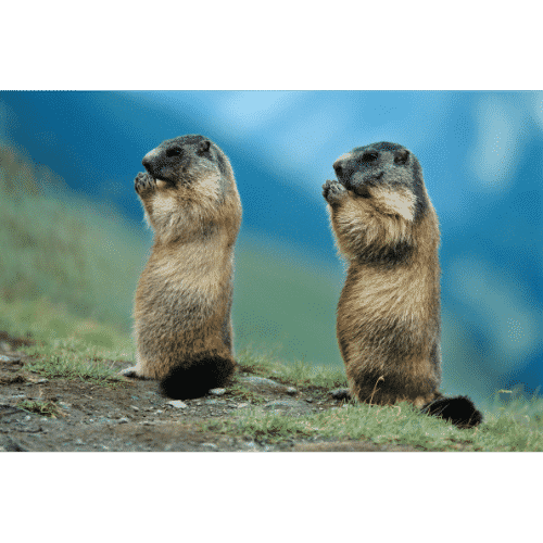 Animals That Start With M