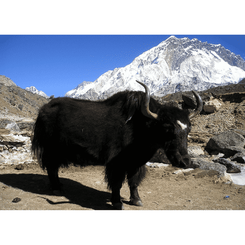 Animals that Start with Y: List of 23 Animals.