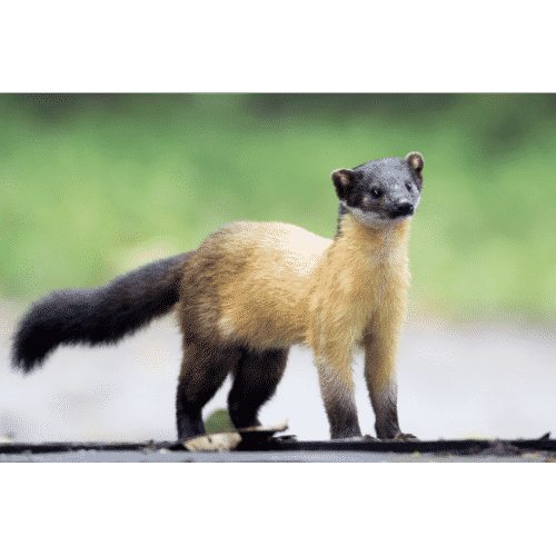 Animals That Start With Y Animals Around T…