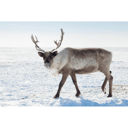 List of Arctic Animals in English with Pictures • 7ESL