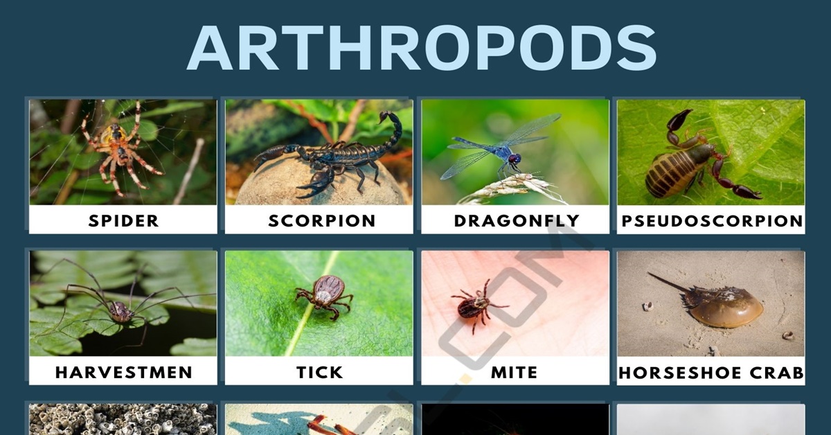 Arthropods List of Popular Arthropods with Useful Facts • 7ESL