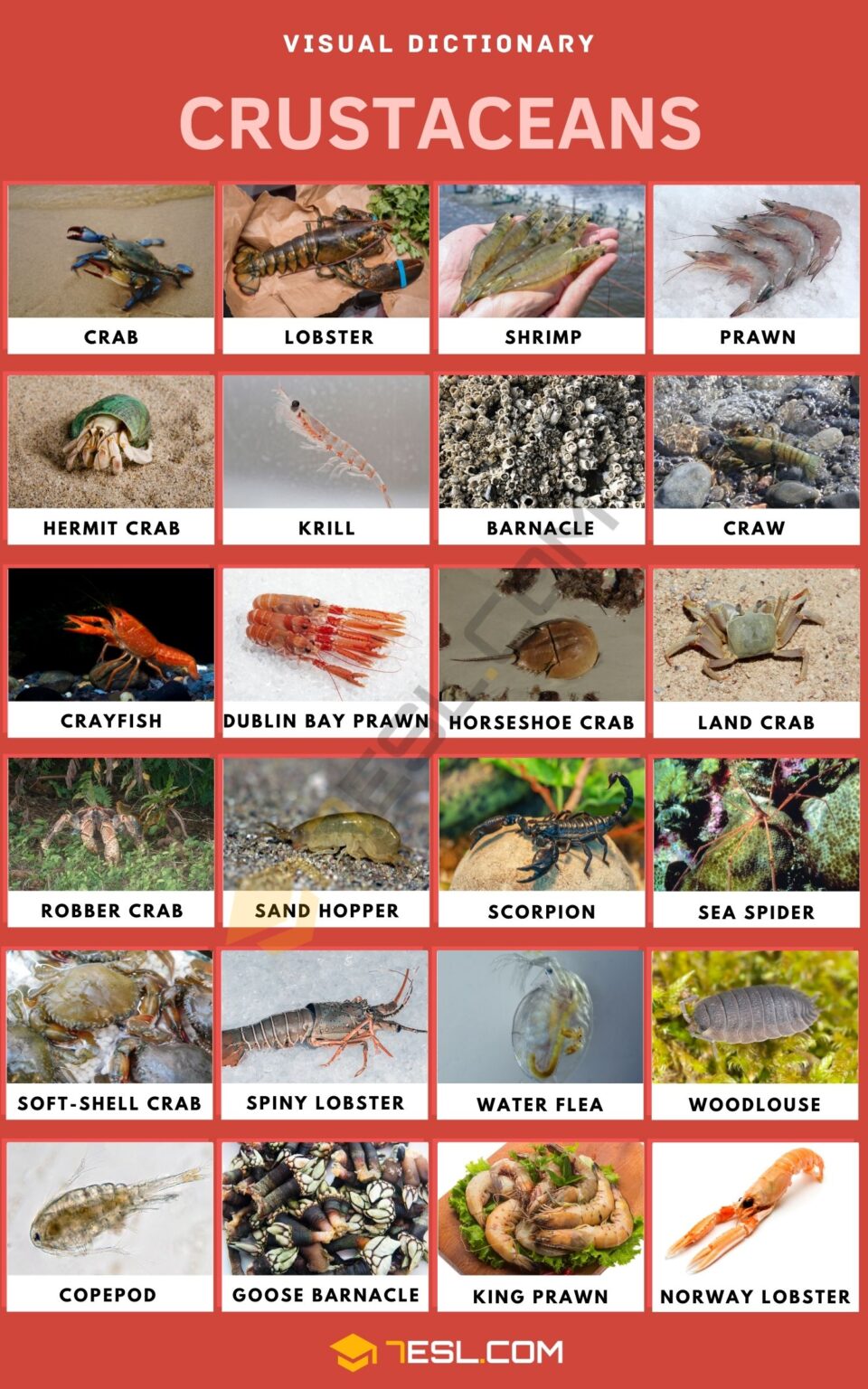 List of Crustaceans with Facts and Pictures • 7ESL